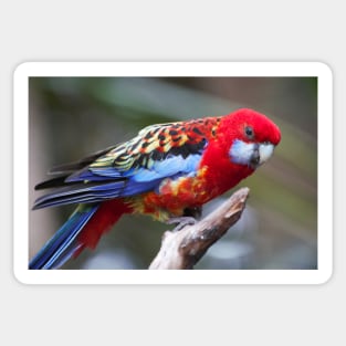 Curious Eastern White-Cheeked Rosella Parakeet Sticker